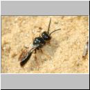 Diodontus tristis - Grabwespe w03b 5mm - Sandgrube Niedringhaussee-det.jpg